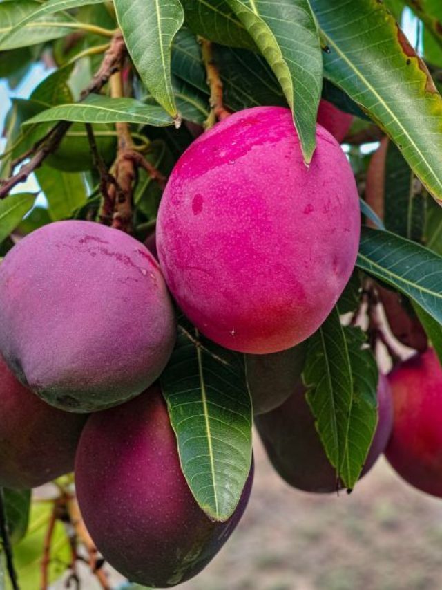 Mango For Rs 12000 a Piece? The Story Behind India’s Most Expensive Mangoes