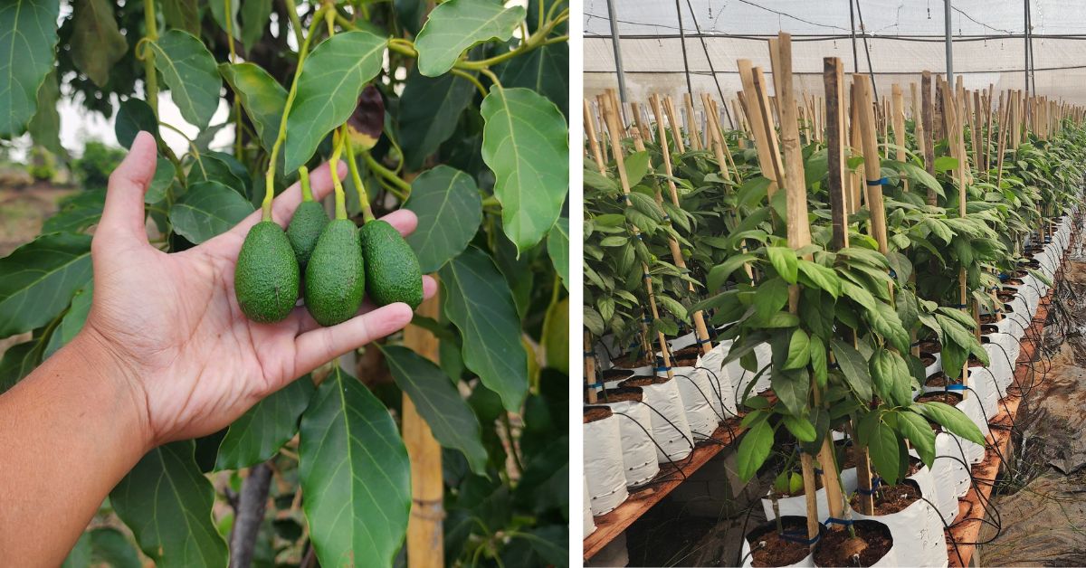 Harsh says that you need a reliable water source or should practise rainwater harvesting to grow avocados. 