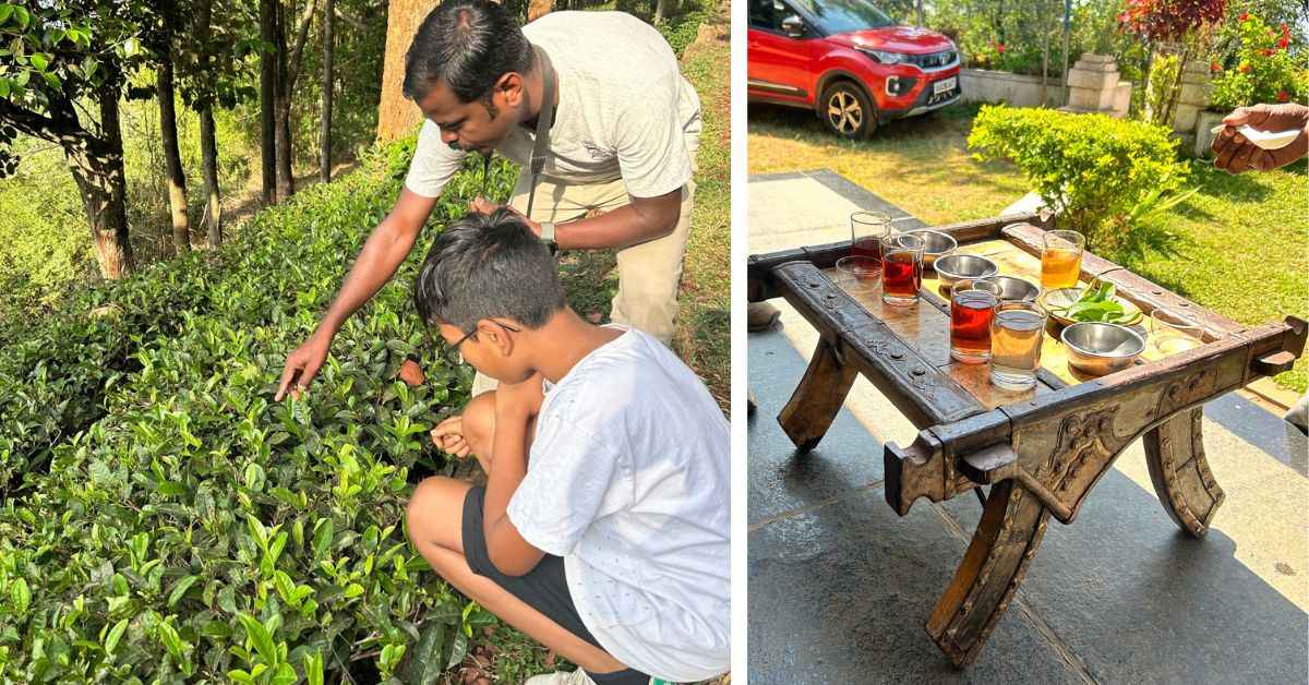 Las sesiones de degustación de té son un éxito en la casa de familia y los huéspedes también pueden arrancar sus propias hojas de té.