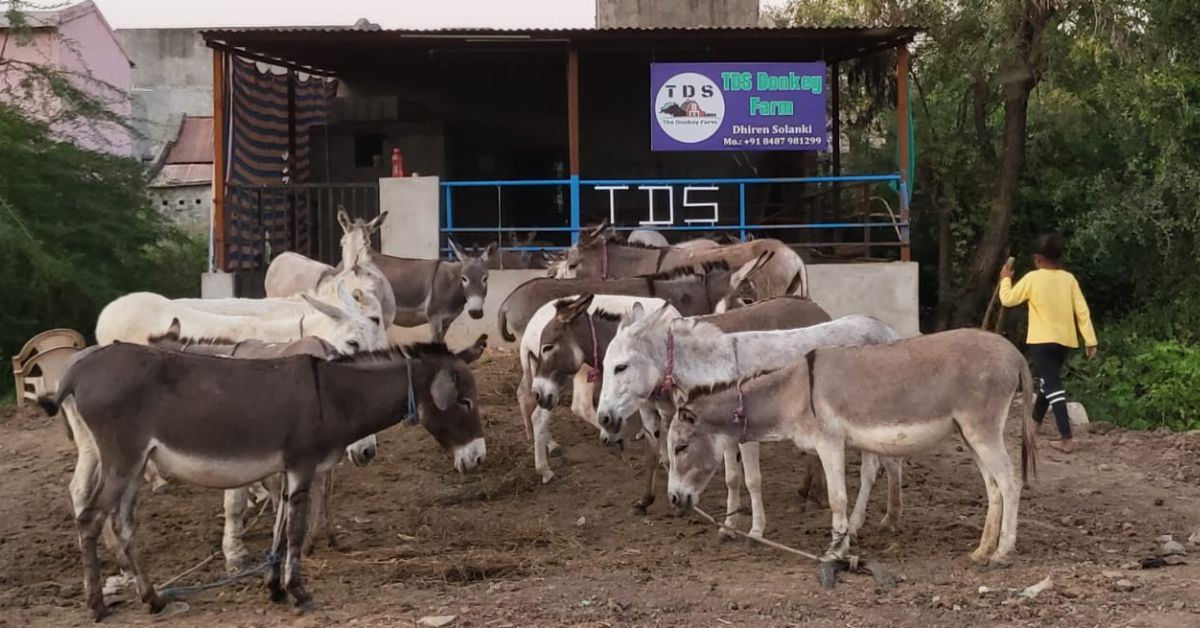 En 2022, Dhiren fundó TDS Donkey Farm sin ninguna formación formal. 