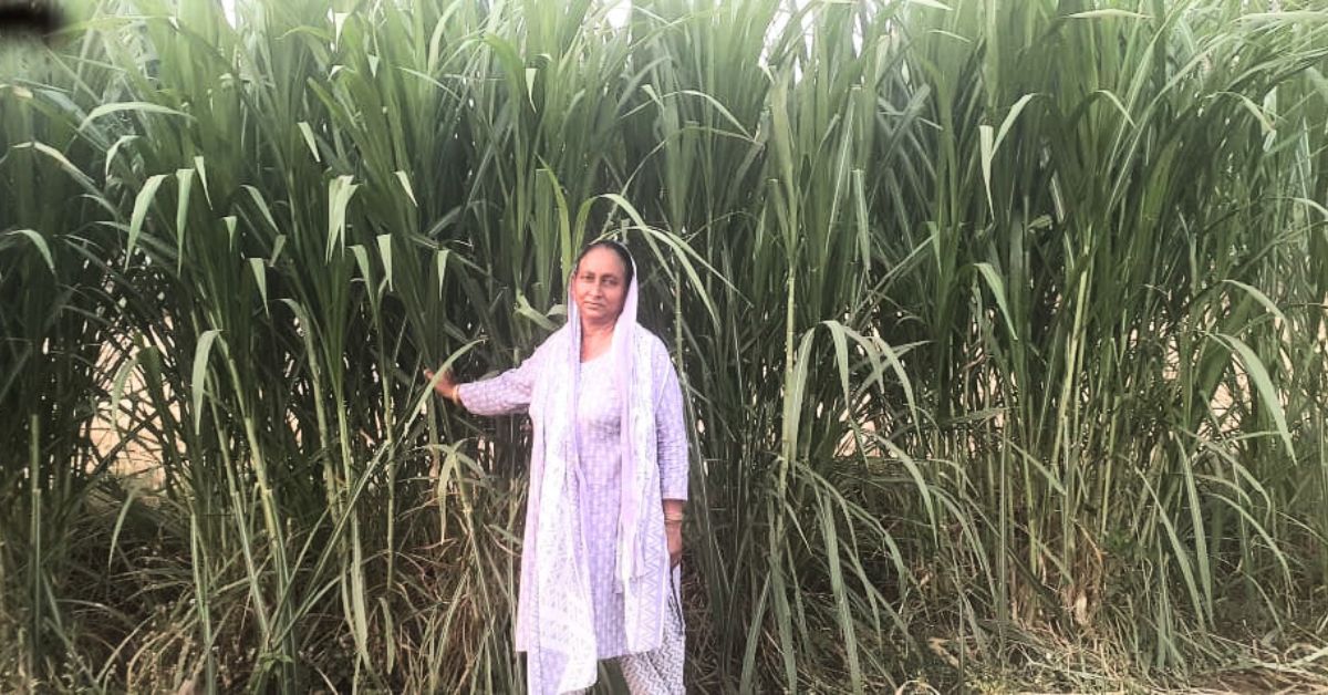 Jaswinder and Ranjit converted their entire seven-bigha land into a natural farm. 