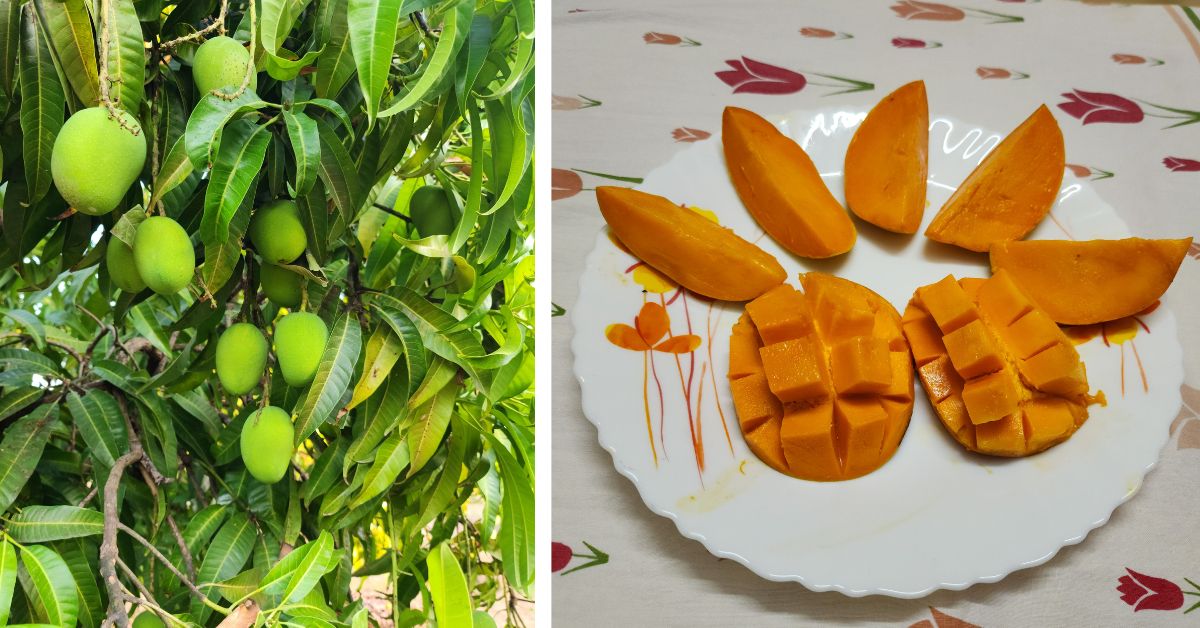 Mangoes are the hero at the Ganesh Agro Tourism homestay in Ratnagiri