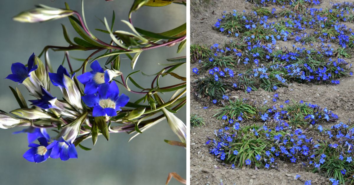 The Himalayan Gentian's roots are said to have medicinal properties