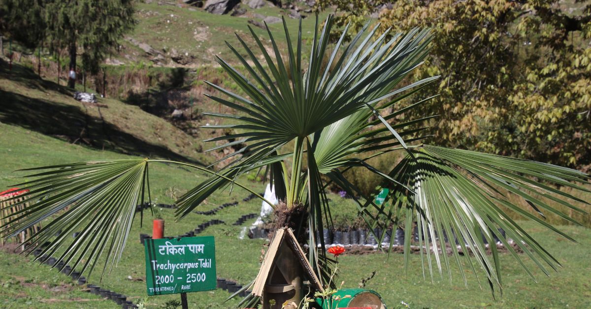 The Tamil Palm is one of the few species that can survive in frost and snow