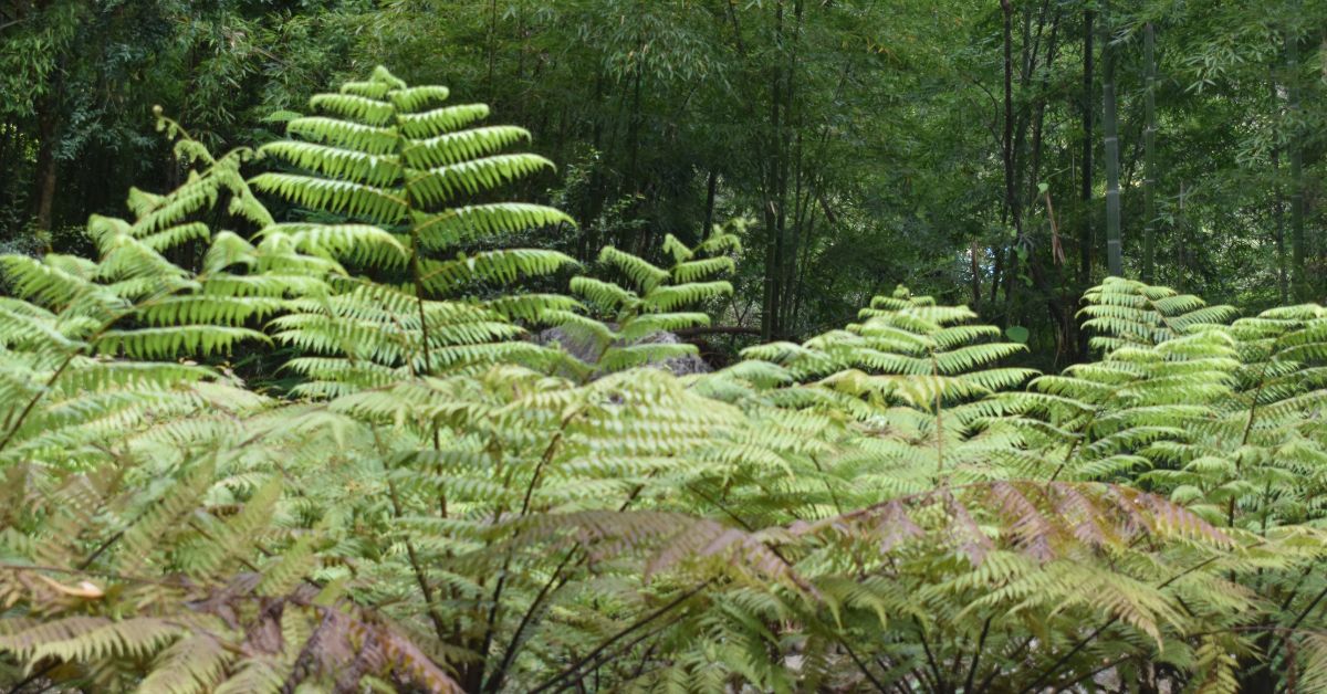 The Tree Fern is one of the oldest species and was once the food of dinosaurs,