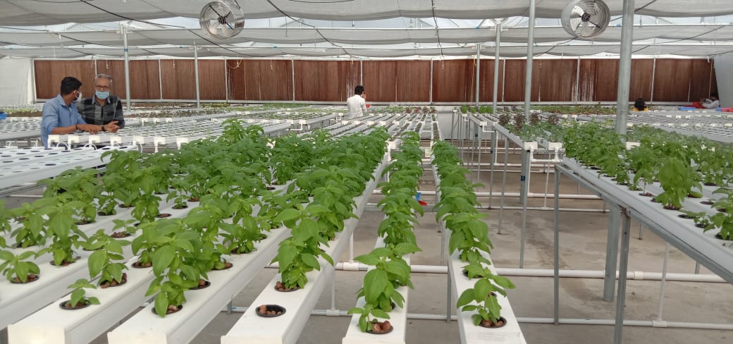 Rasik grows 25 vegetables using hydroponics on his terrace