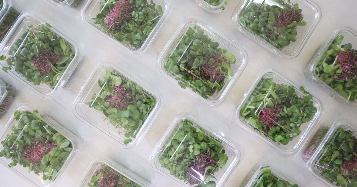 She grows and sells 50 kgs of microgreens every month. 