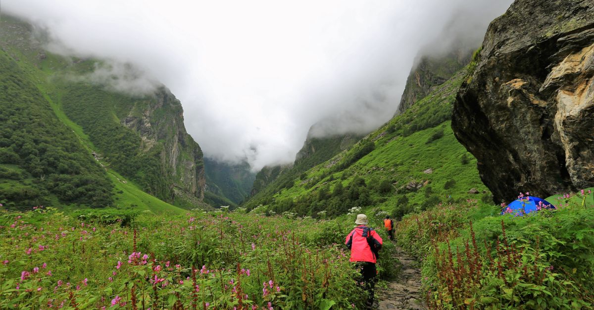 The valley of flowers was declared a UNESCO World Heritage Site in 2005,