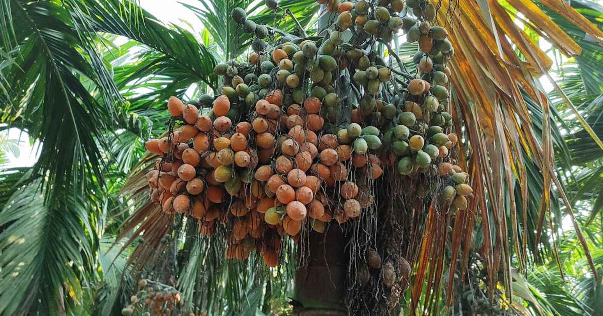 Biju cultiva una variedad de frutas exóticas como rambután, mangostán, anacardos y otros cultivos. 