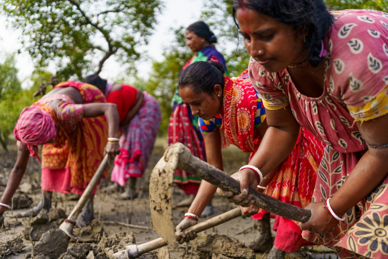 Women digging to plant the saplings. 