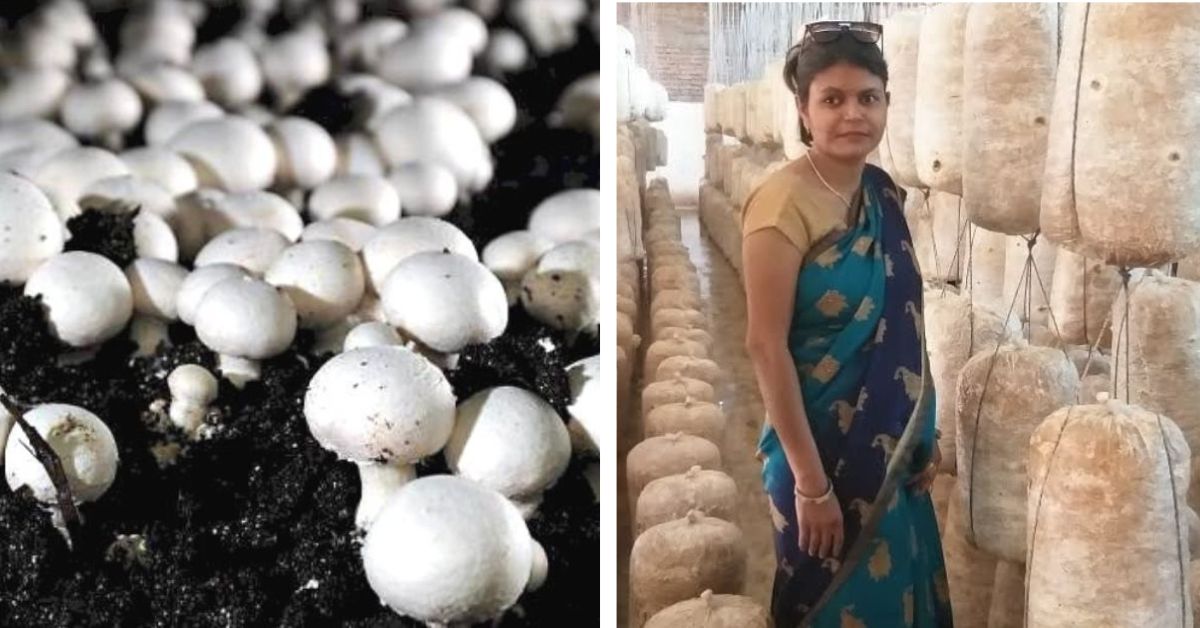 5 People Who Switched Careers to Farming & Earn Lakhs Growing Mushrooms