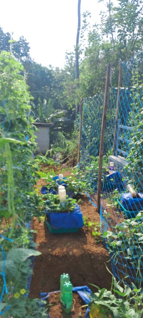 The grow bags use a clever method of drip irrigation