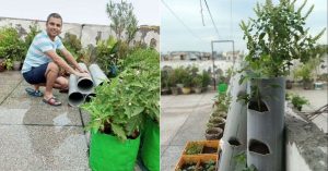 How to Grow a Vertical Vegetable Garden Using PVC Pipes On Your Terrace & Balcony?