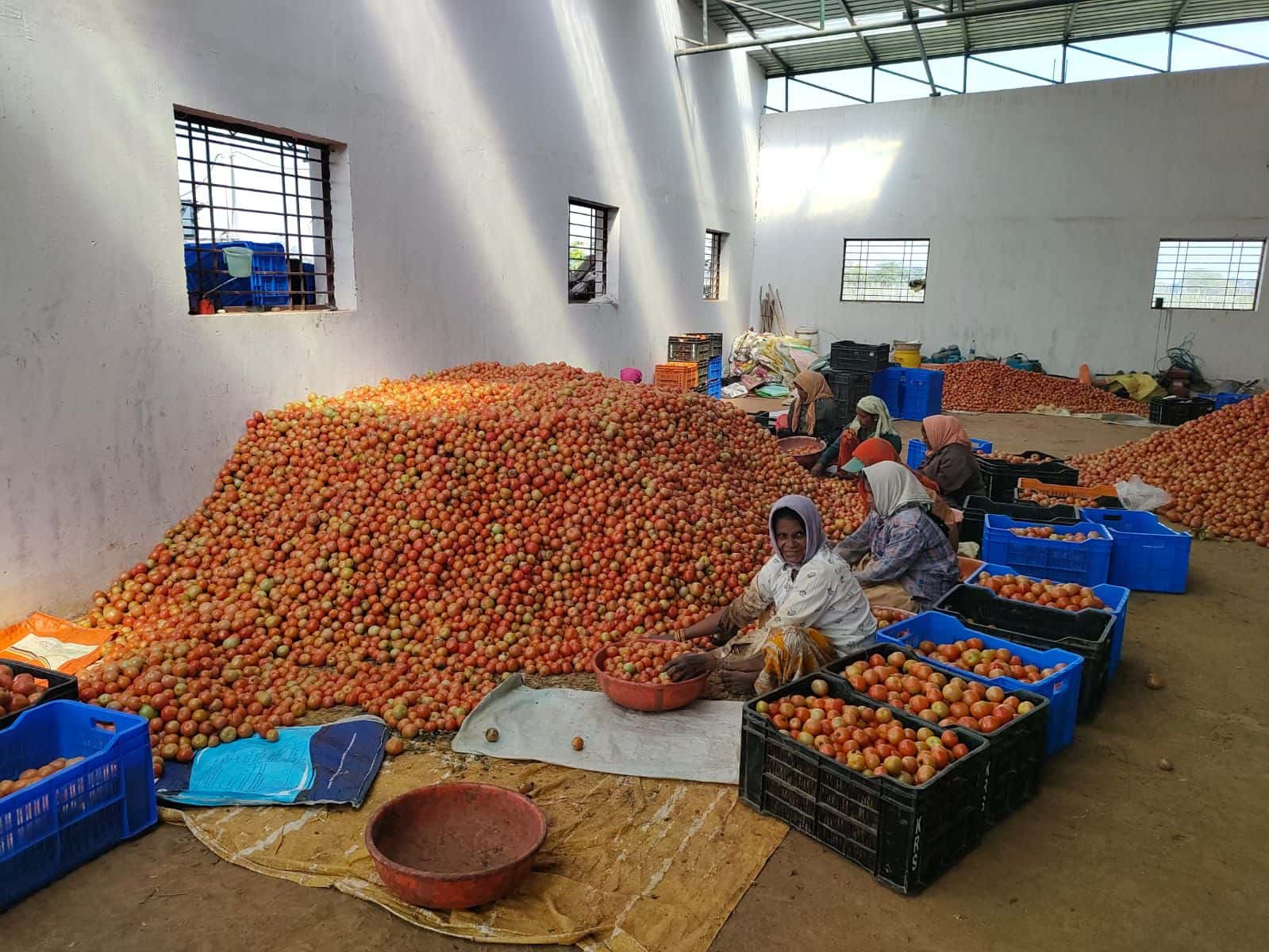 Smarika has harvested tomato in over 13 acres. 