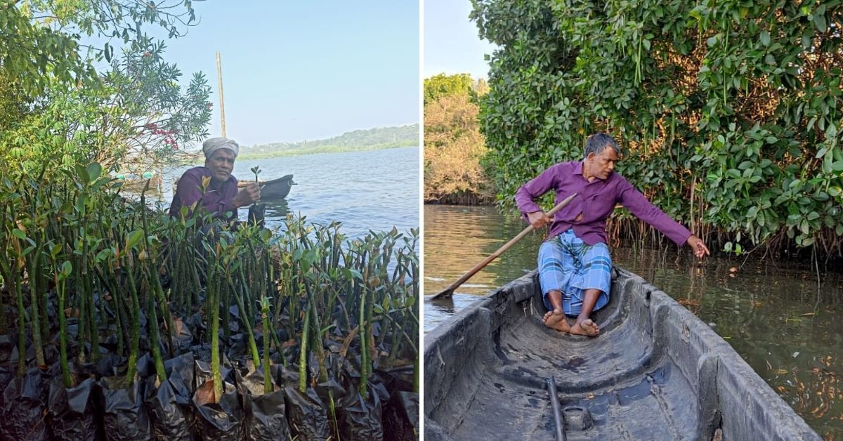 Kandal Rajan has planted mangroves along the Pazhayangadi River