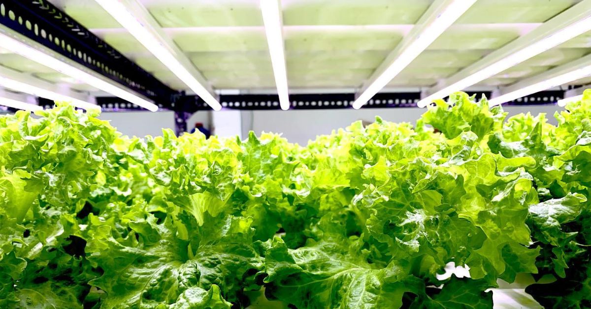 Pritpal also grows vegetables under grow lights in the indoor hydroponics set up.