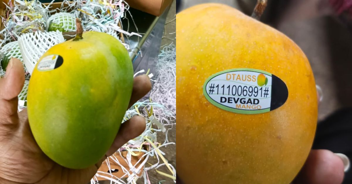 The tamper-proof sticker on real Devgad mangoes