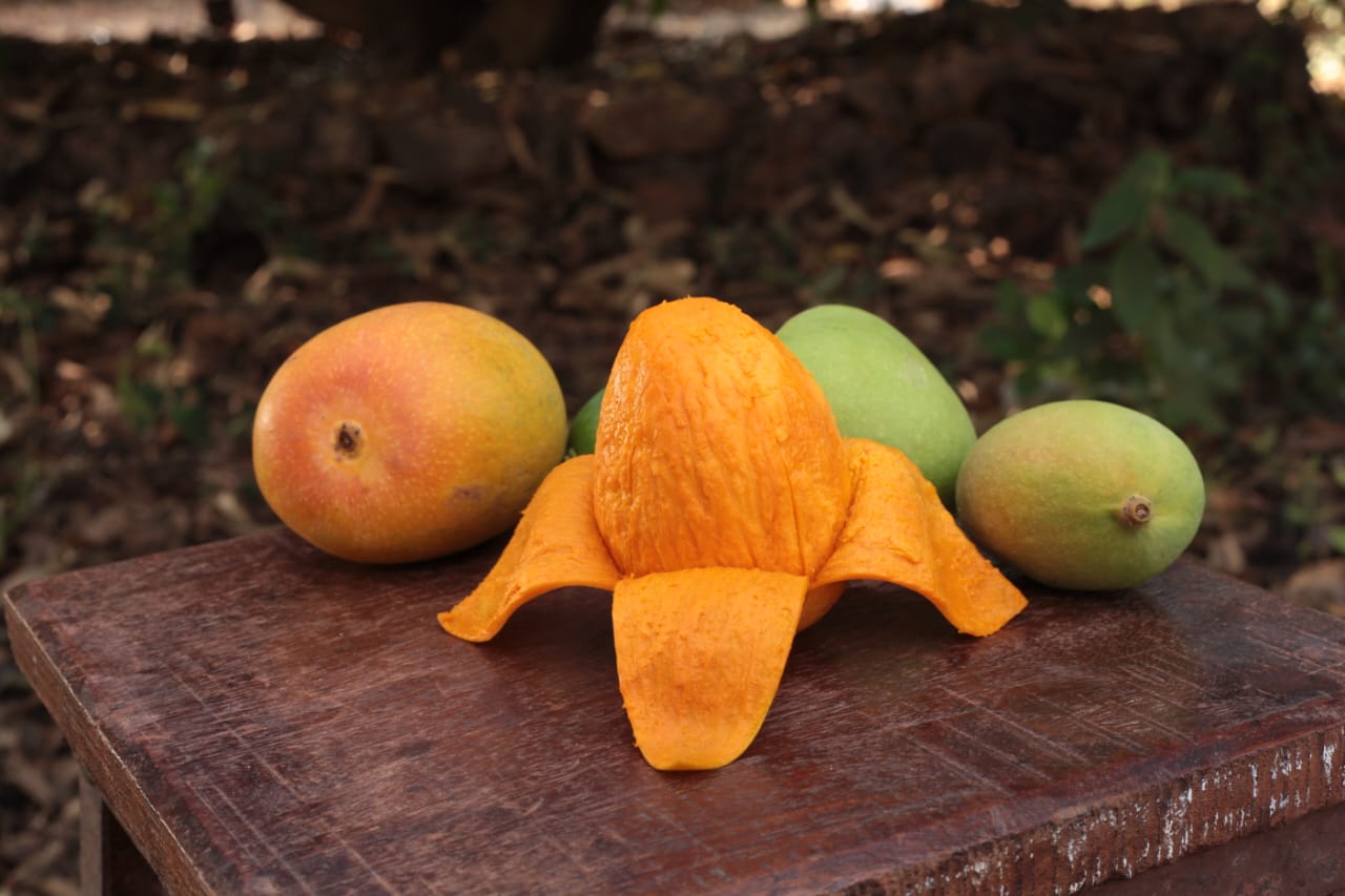 Devgad alphonso mango