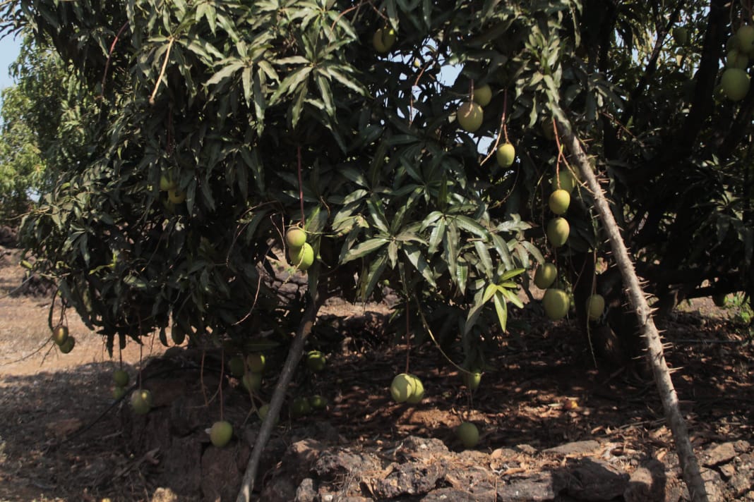 Devgad Taluka Mango Grower’s Co-operative Society Limited have found a unique way to protect their mangoes