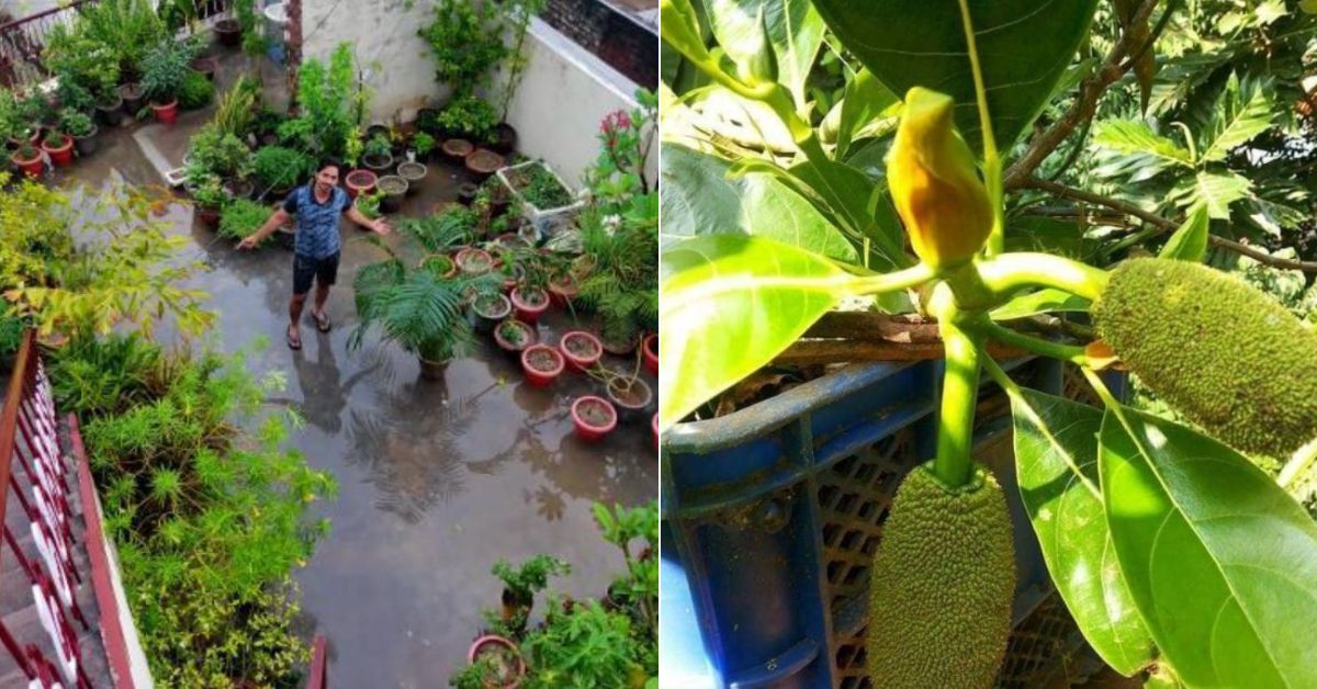 How To Grow Jackfruit Trees at Home? Gardener Shares Step-By-Step Guide