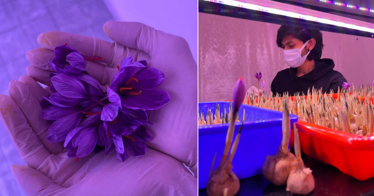 Harsh was able to harvest 350 grams of saffron of ‘mogra’ variety in a tiny room.