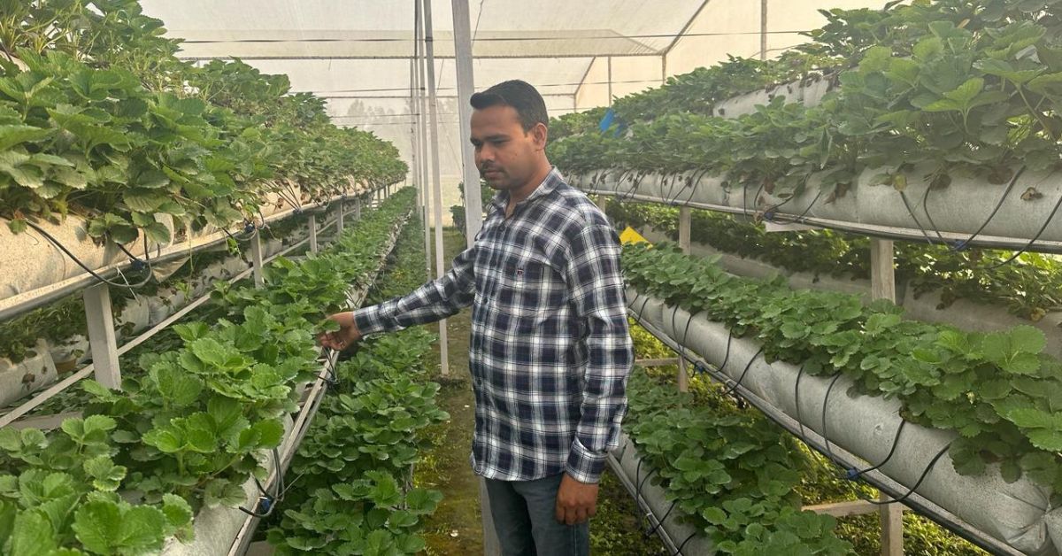 Dheeraj in his hydroponics farm.