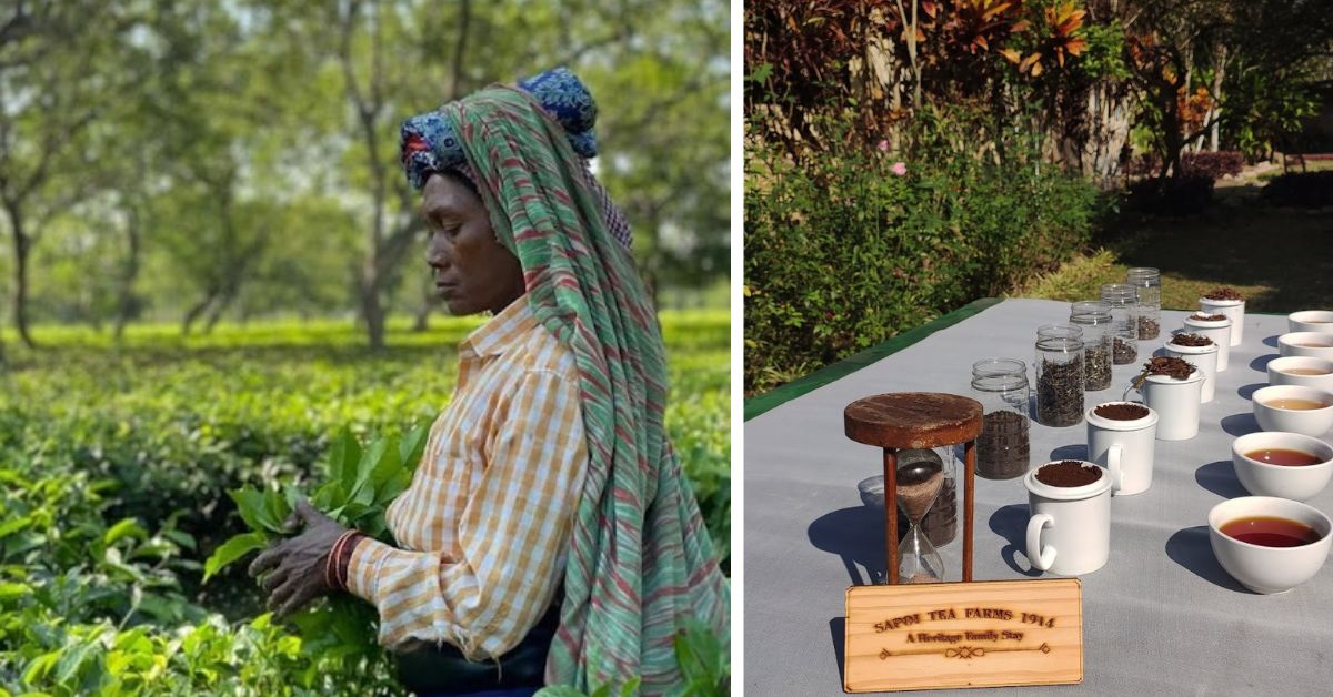 At the Sapoi Tea Farms you can get a front-row seat to the process of tea manufacturing and engage in a tea tasting session