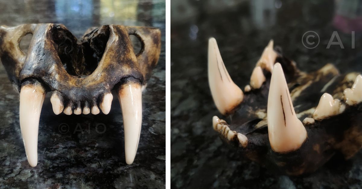 Through Arunachal Ivory and Ornaments' 3D printing technology, the jaws of the tiger and clouded leopard can be replicated without harming animals.