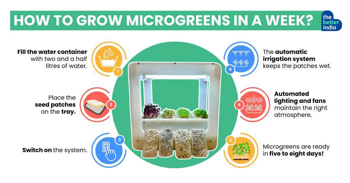 How to grow microgreens in a week