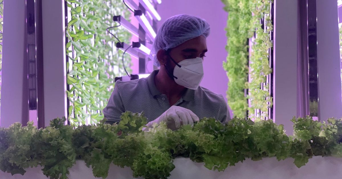 Farish and Calvin are growing exotic crops such as lettuce, basil, kale and parsley using AI.