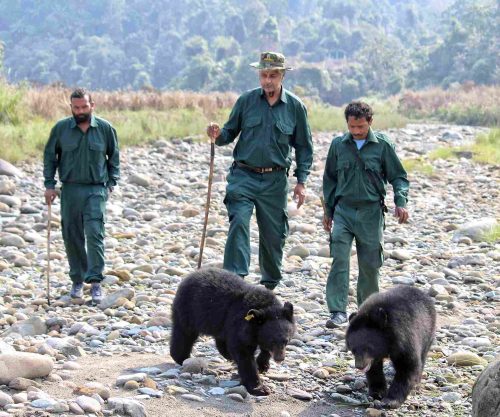 From walking bear cubs to reintroducing orphaned elephant calves back into the wild, Vivek Menon is championing wildlife conservation