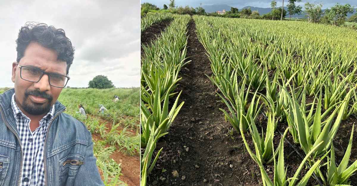 Hrushikesh started by planting 4,000 discarded aloe vera plants on his field. 