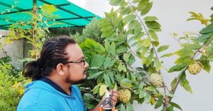 How To Grow Custard Apples At Home? Gardener Shares Step-By-Step Guide