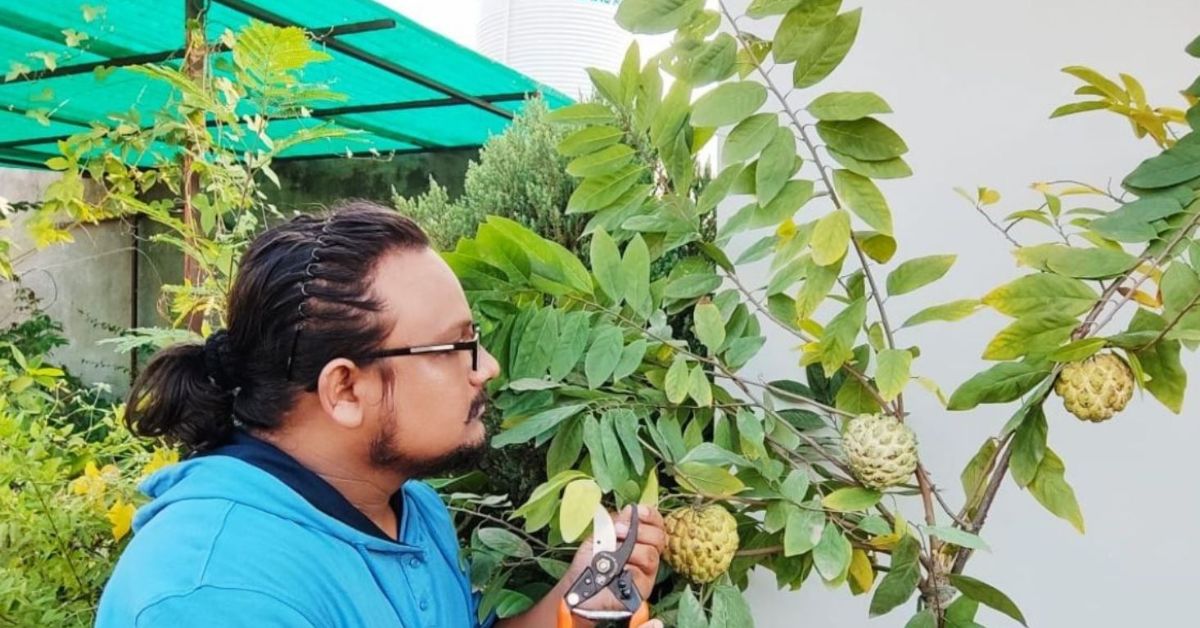How To Develop Custard Apples At House? Gardener Stocks Step-By way of-Step Information
