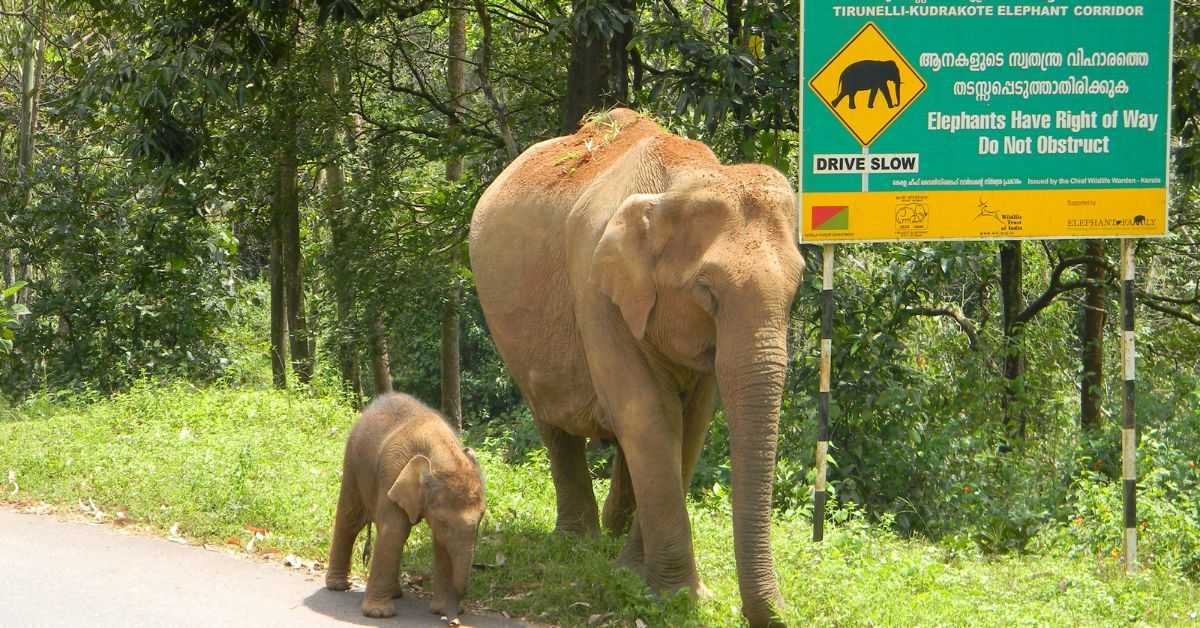 Wildlife Trust of India has been instrumental in creating elephant corridors across India 