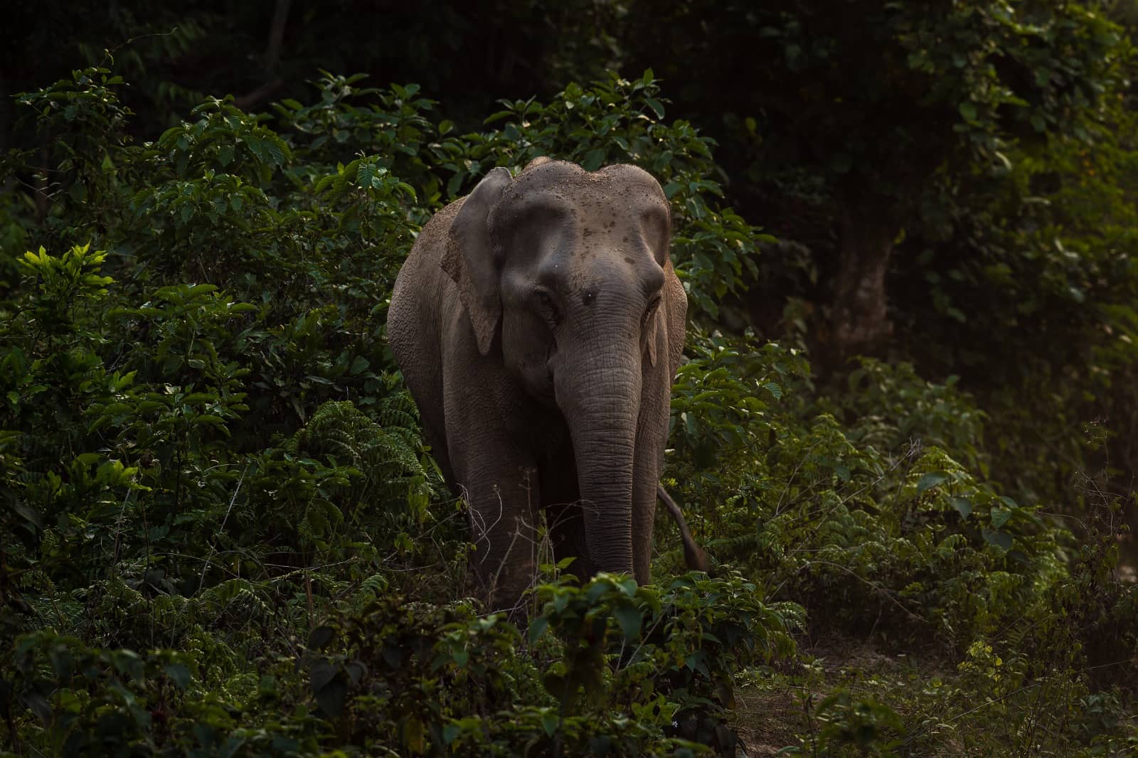 Elephants and various other wildlife now visit the private biosphere in Uttarakhand.