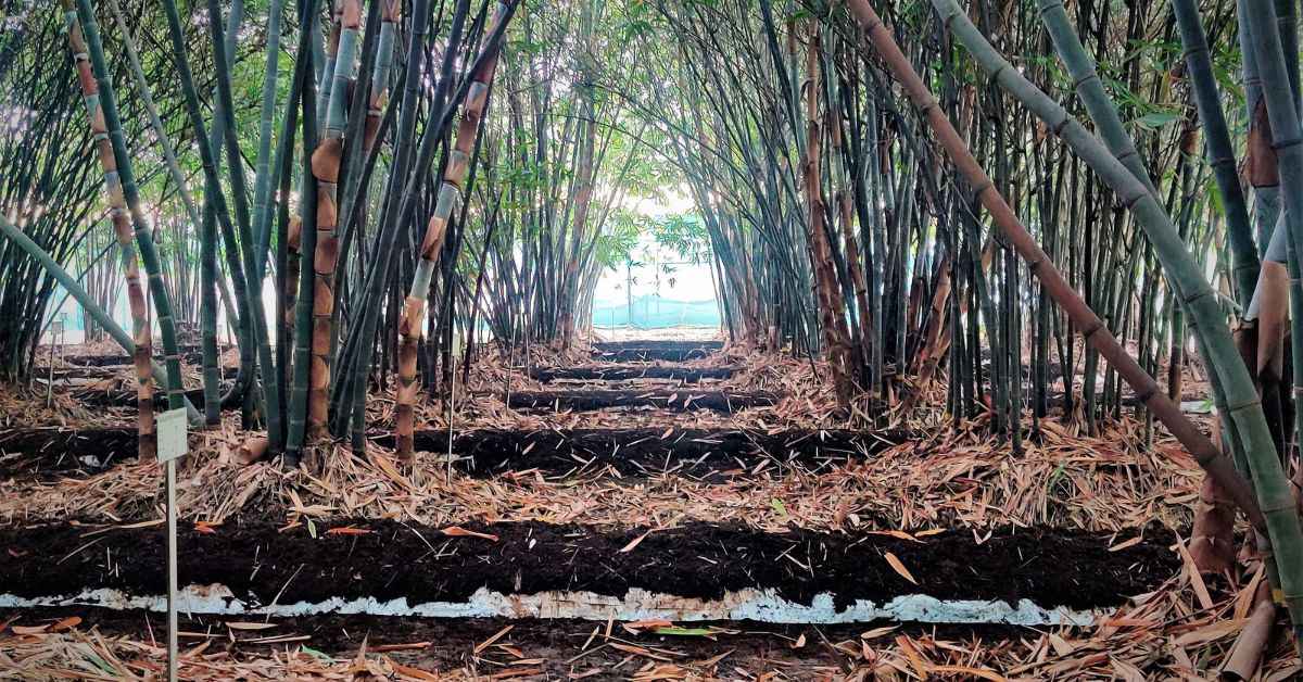 Vermicompost beds have been created to support the health of the soil 