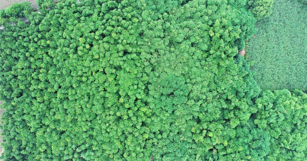 The bamboo plantation at Merino Industries campus enhances air quality in the area 