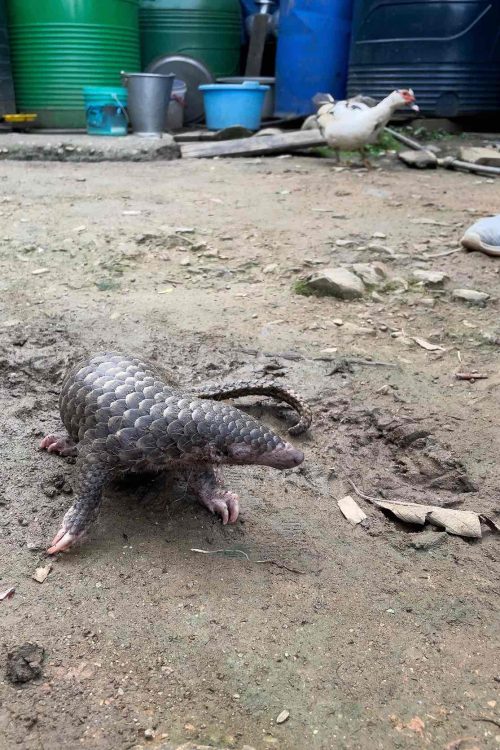 A Chinese pangolin explores his surrounding after being rescued by locals in Ukhrul, Manipur.