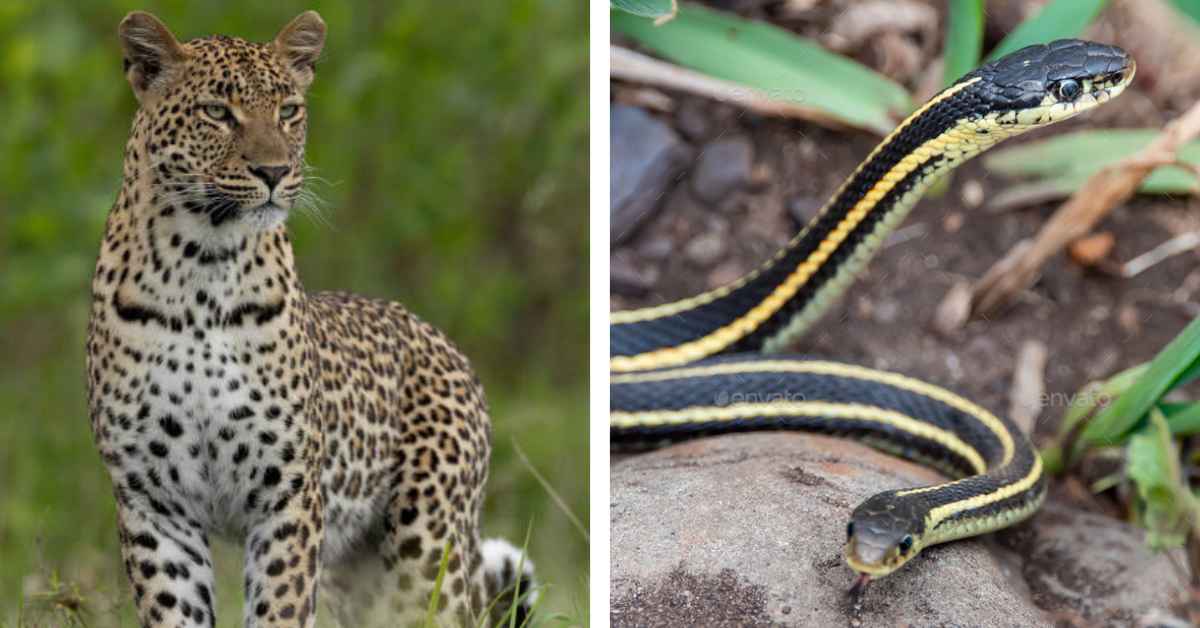 How Can India Learn to Coexist With Wildlife? 7 Orgs Leading the Way in Human-Animal Harmony