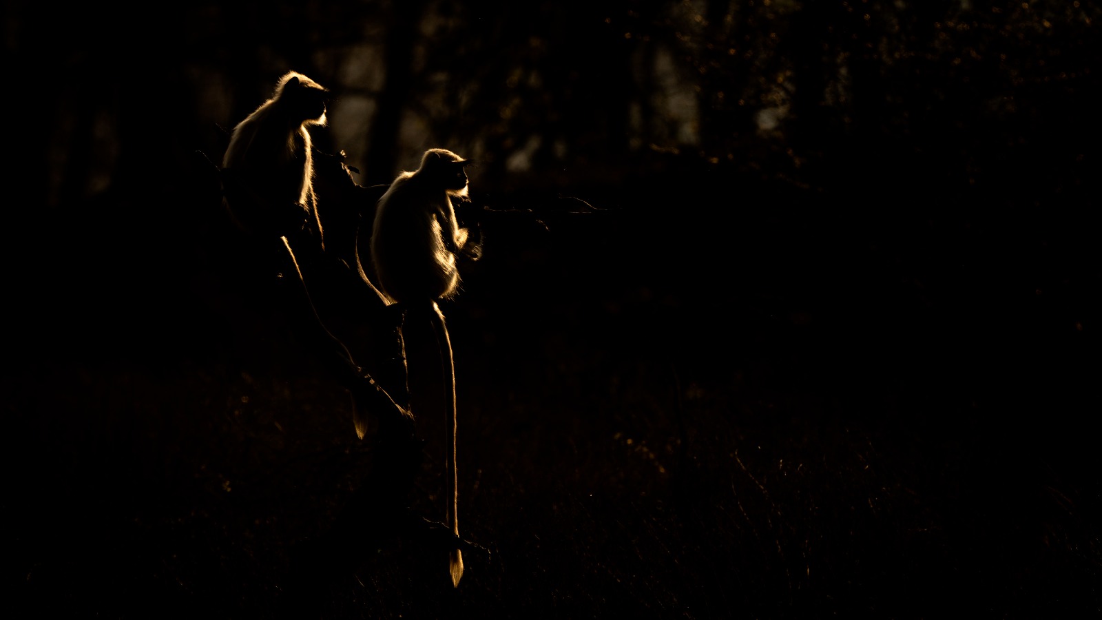 Glowing primates captured by Shreyovi.