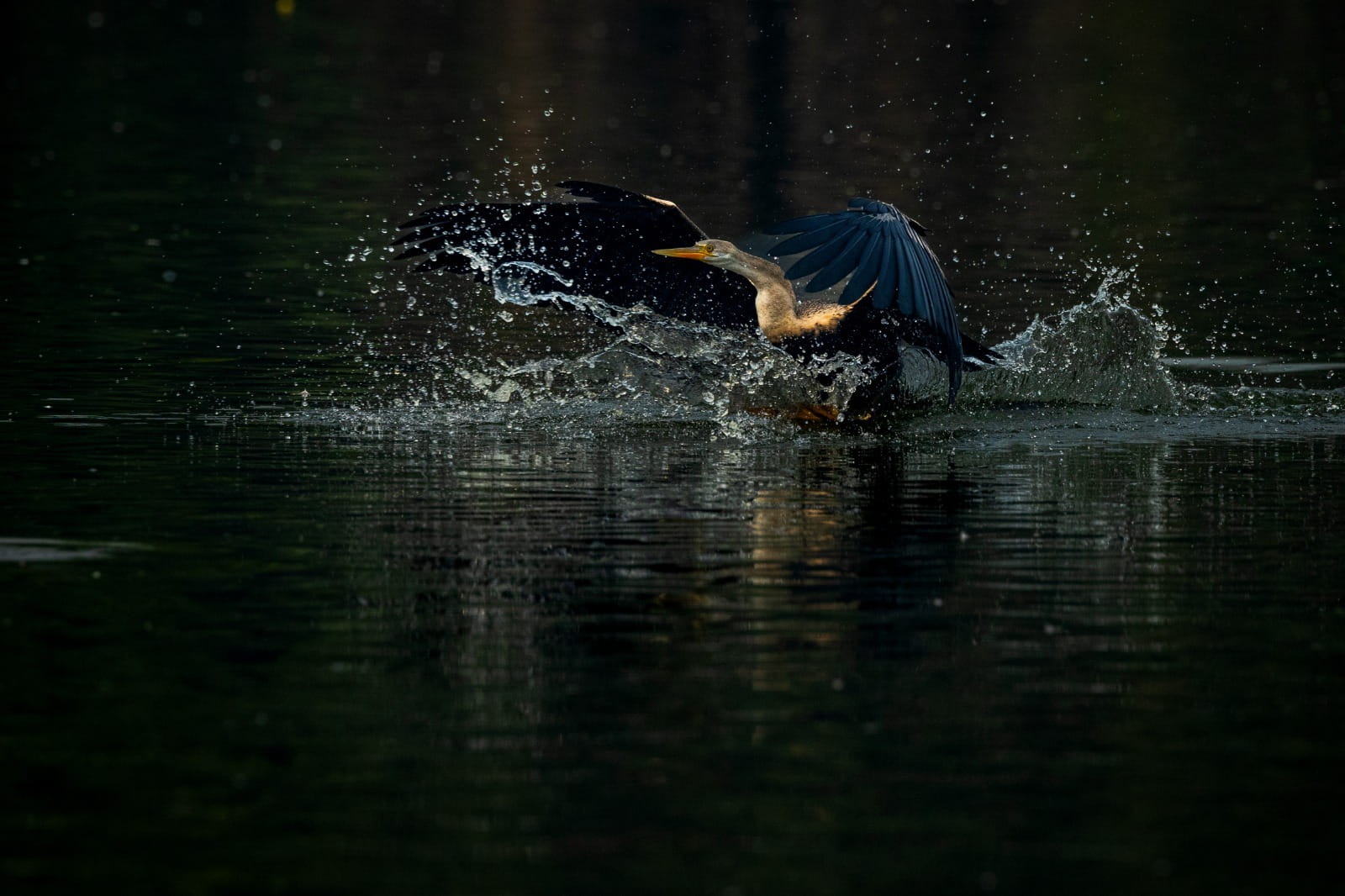 Snake birds captured by Shreyovi.