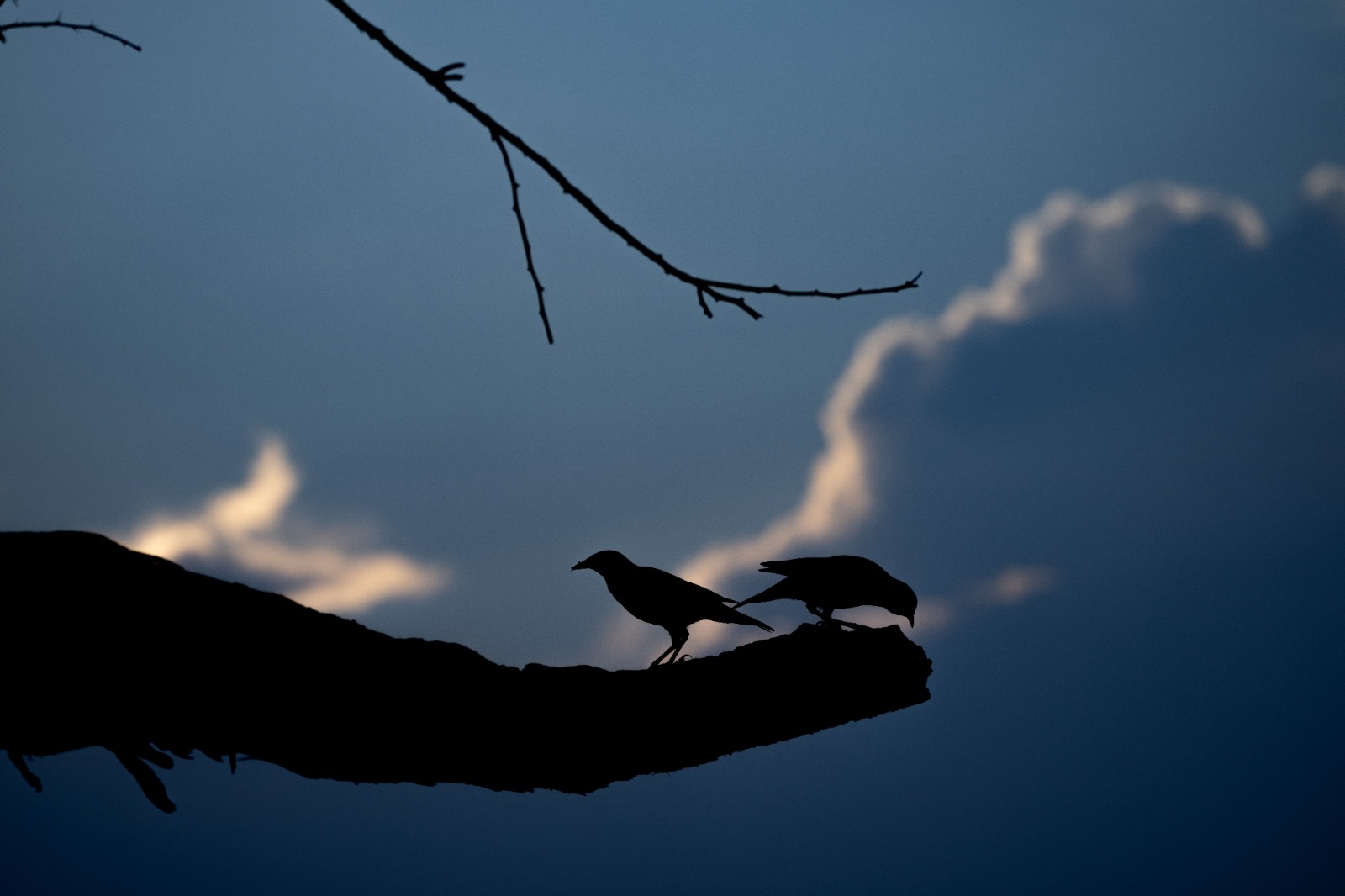 Mynas against a pristine sky captured by Shreyovi.