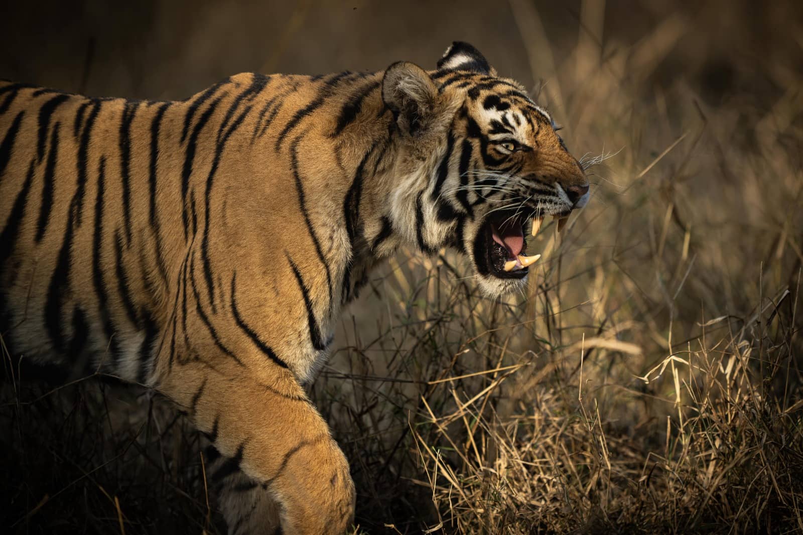 Her first tiger captured by Shreyovi.