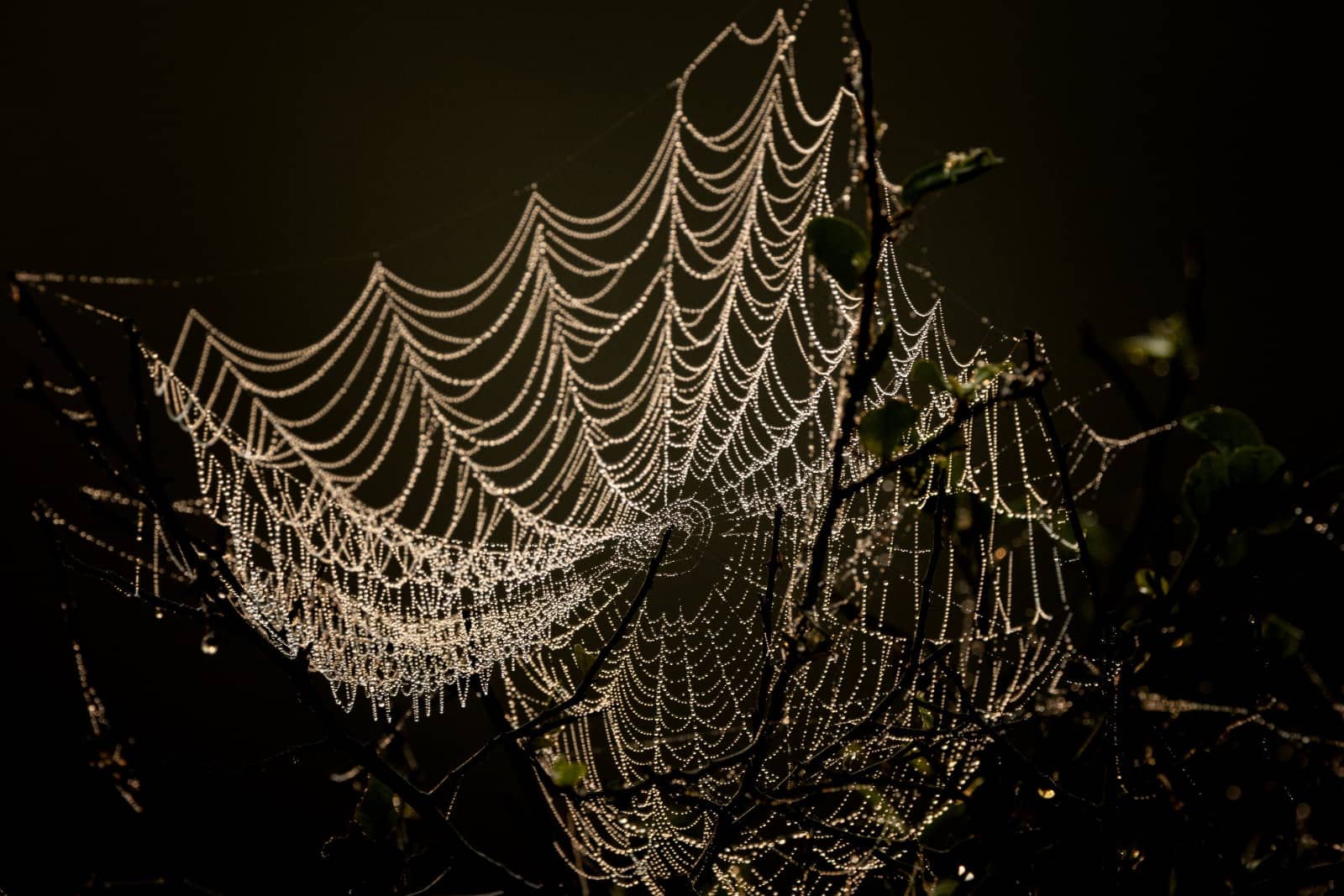 Illuminated spider webs captured by Shreyovi.