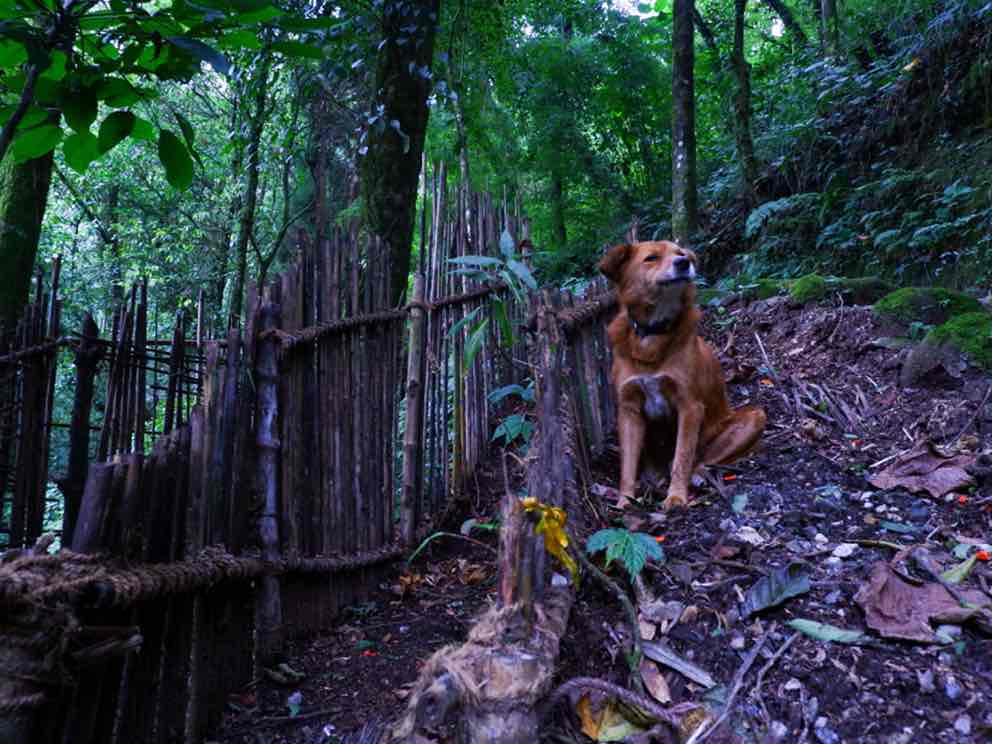 A dog stays guard on a path leading up to one of the eco-huts in Tieedi, a large part of which was once a dump yard.