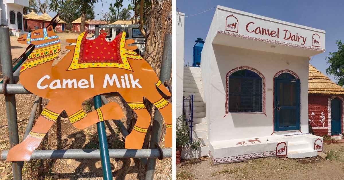 The Kumbalgarh Camel Dairy, which was set up in 2019.