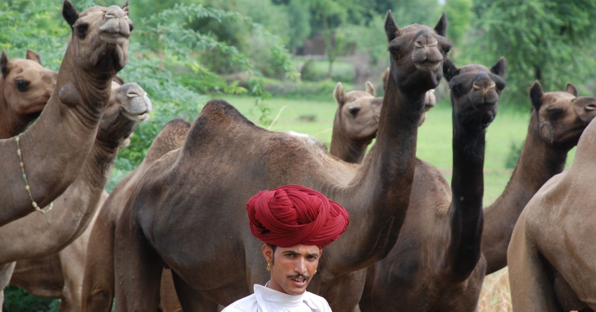 A camel milk farmer from the Raika community seen with camels.