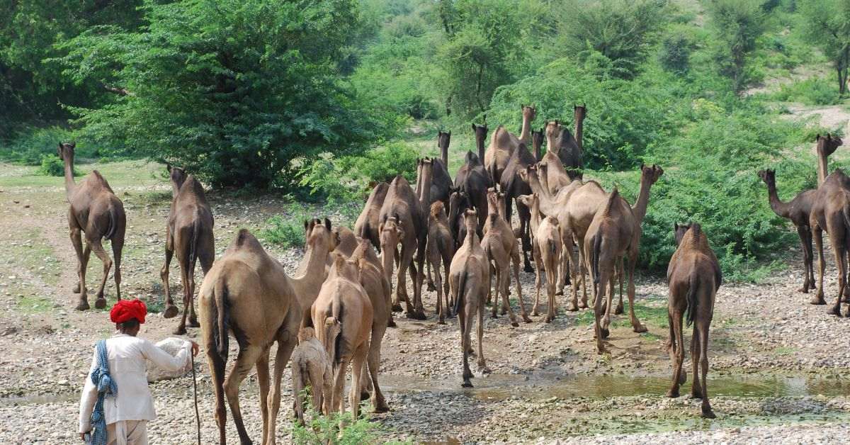 The herdsmen of the Raika community grazing camels.