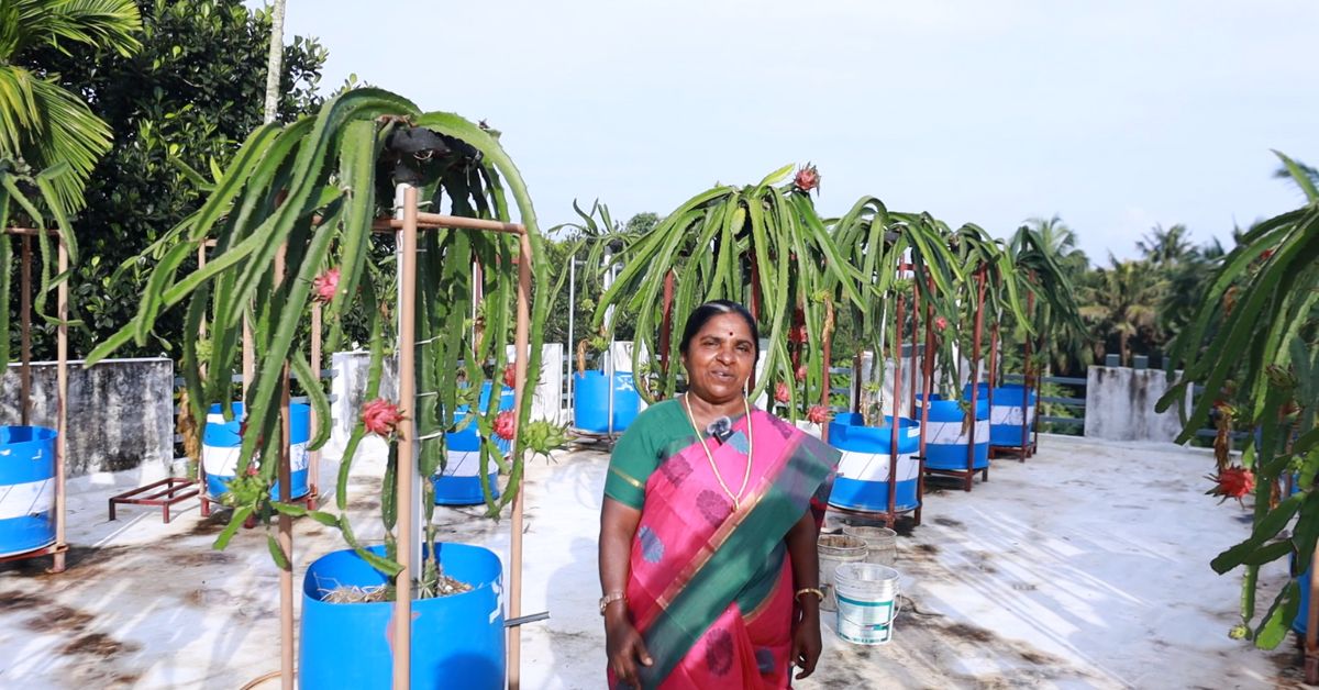  Remabhai also runs a YouTube channel ‘JC’s World’ to share her expertise in dragon fruit cultivation.